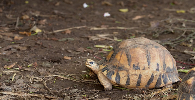 Jardin des tortues — Tortues terrestres aux Avirons